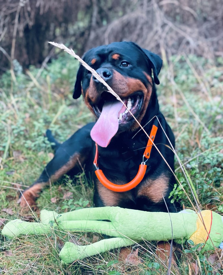 Rottis Foto: Lotta Wiklander