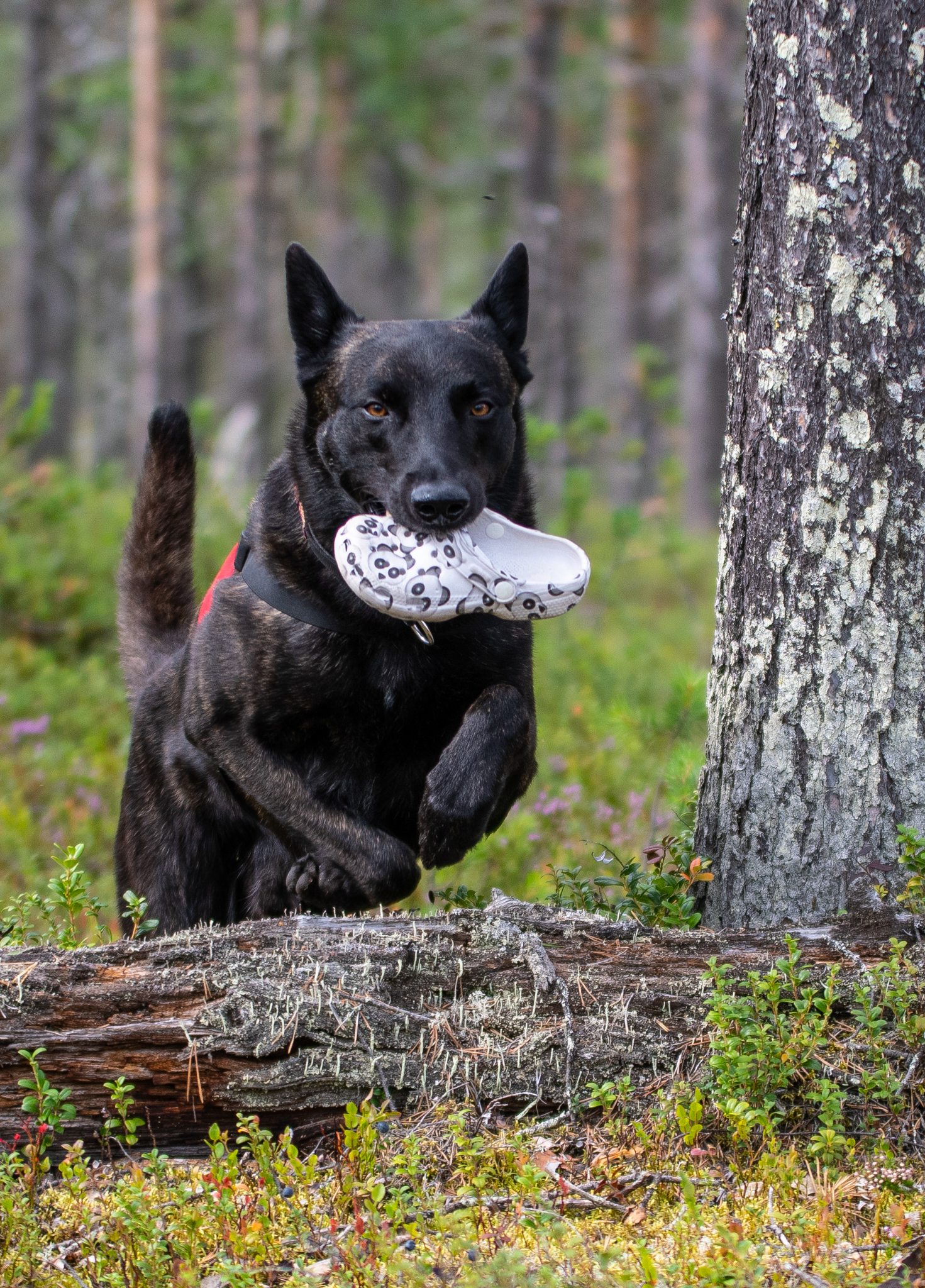 Hund med uppletandeföremål som hoppar över en gren i spårskog