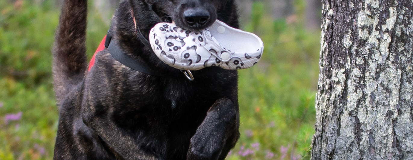 Hund med uppletandeföremål som hoppar över en gren i spårskog