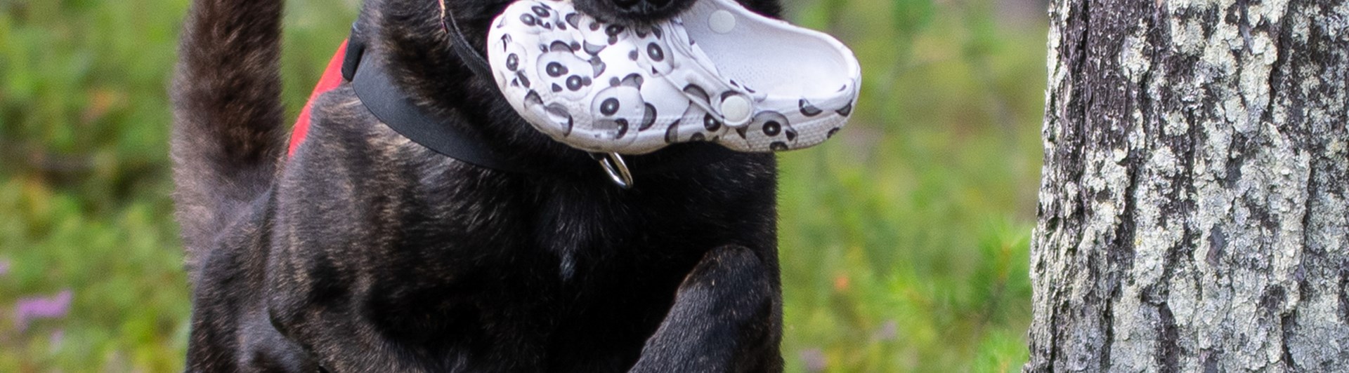 Hund med uppletandeföremål som hoppar över en gren i spårskog