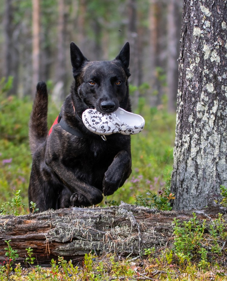 Hund med uppletandeföremål som hoppar över en gren i spårskog