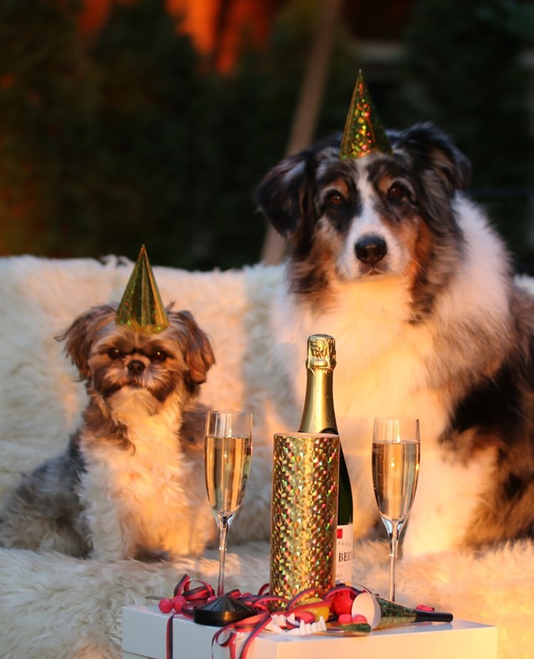 Hundarfirar nyår
