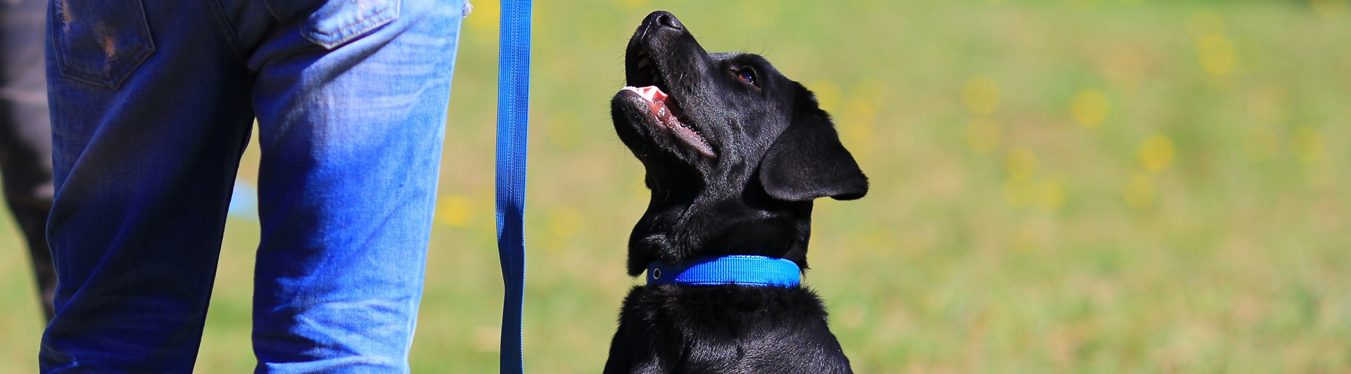 Valp sitter framför människa och tittar upp