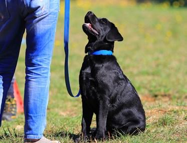 Valp sitter framför människa och tittar upp