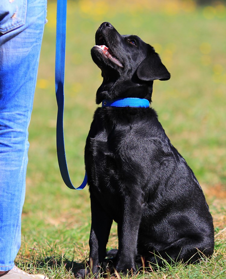 Valp sitter framför människa och tittar upp