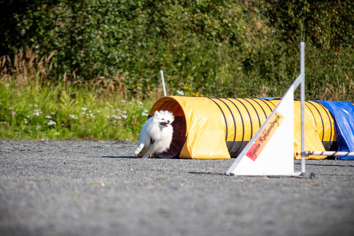 Vit hund av spetsras springer ur en agilitytunnel