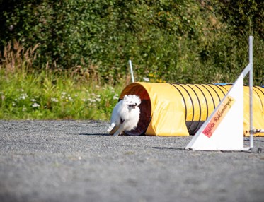 Vit hund av spetsras springer ur en agilitytunnel