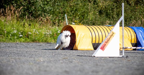 Vit hund av spetsras springer ur en agilitytunnel