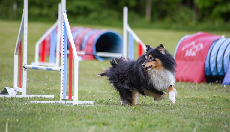 Agility
