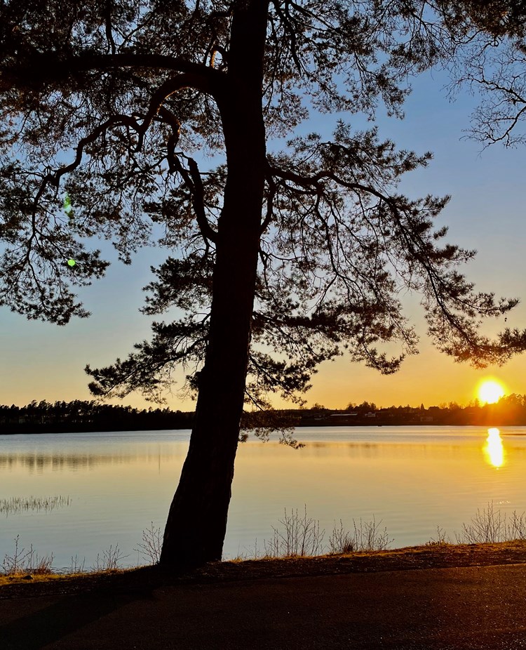 Mullsjö brukshundsklubb startsida