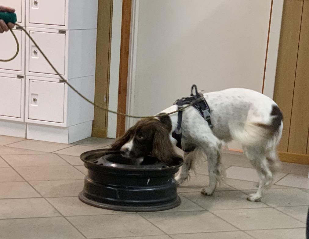 specialsöks träning