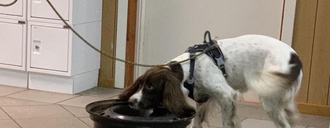 specialsöks träning