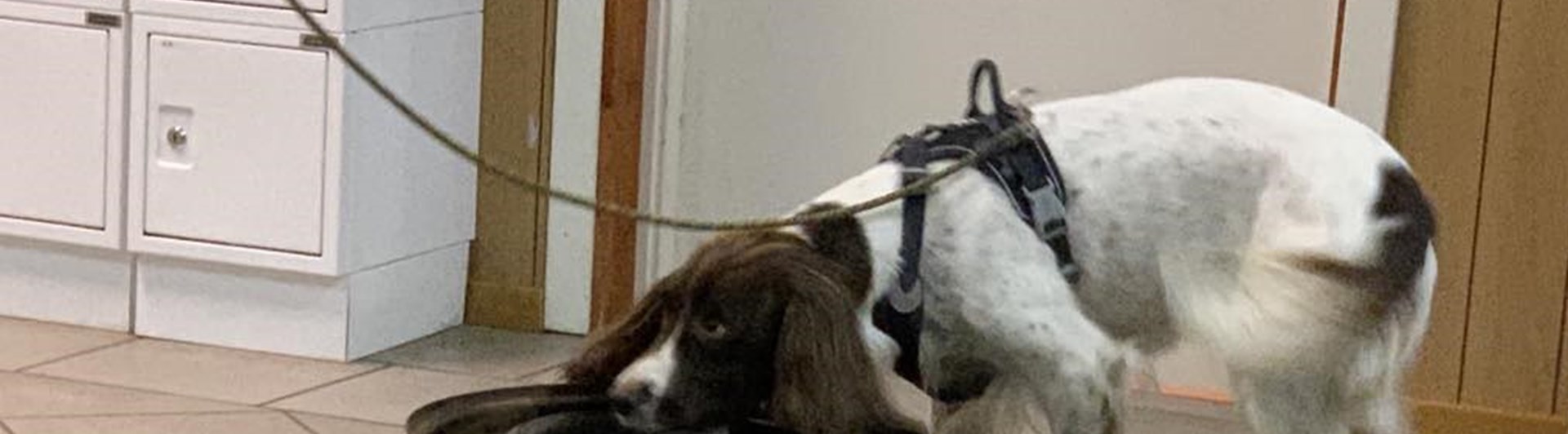 specialsöks träning