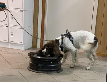 specialsöks träning