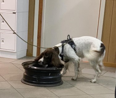 specialsöks träning