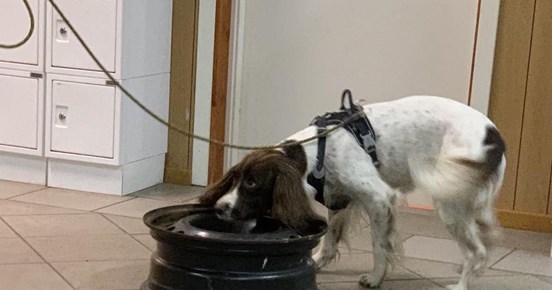 specialsöks träning