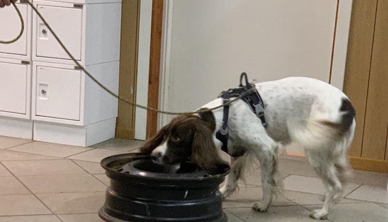 specialsöks träning