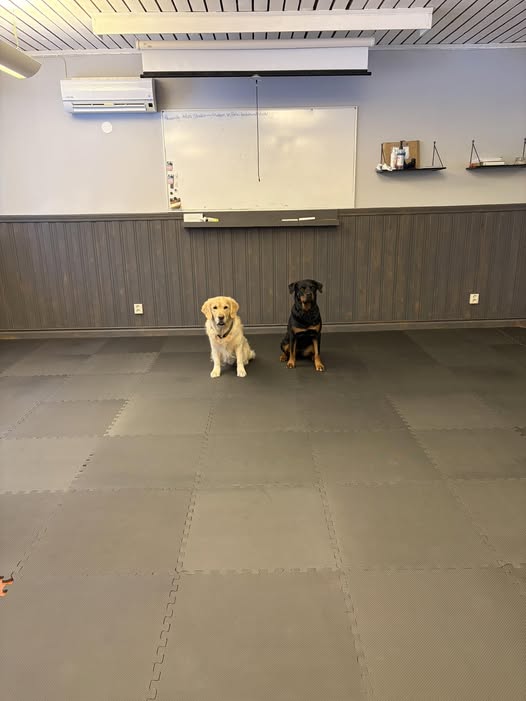 Lizzie och Izo tränar