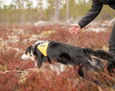 Hanna Högström med Emil i sök.