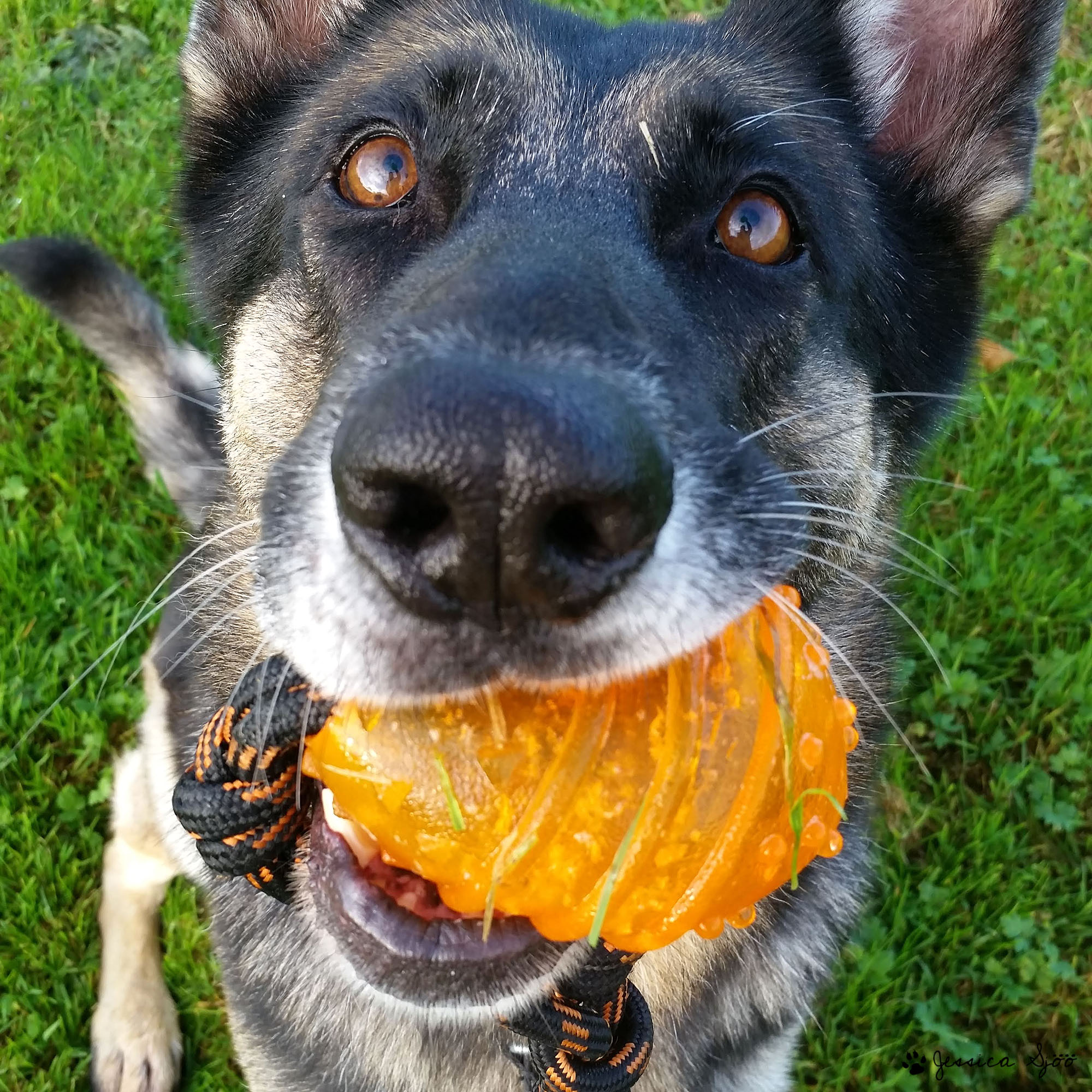 Närbild på schäferansikte med orange plastleksak i munnen.