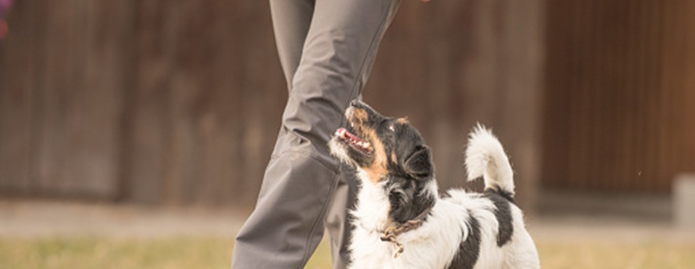 Hund som går fotgående