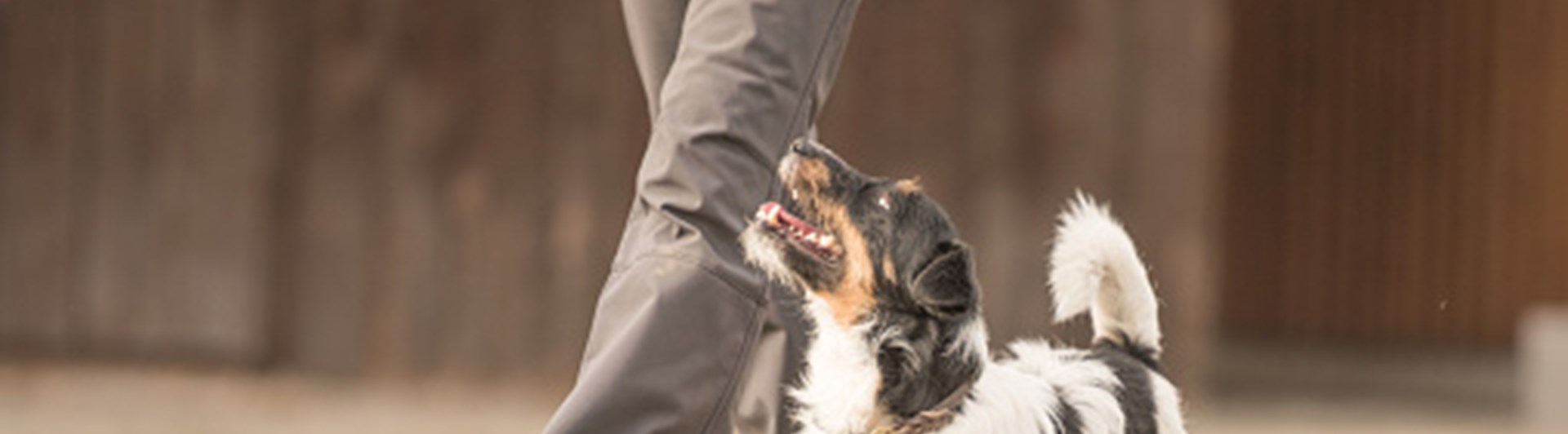 Hund som går fotgående