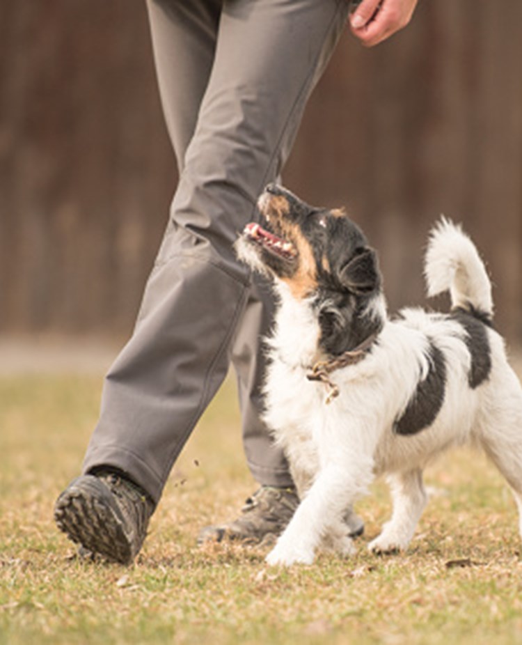 Hund som går fotgående