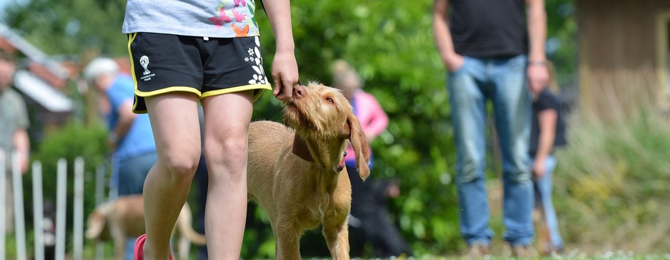 Barn som går fot med en valp