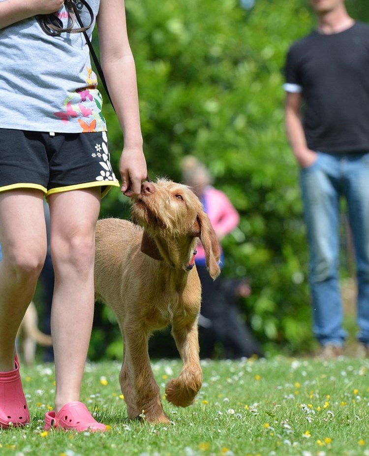 Barn som går fot med en valp