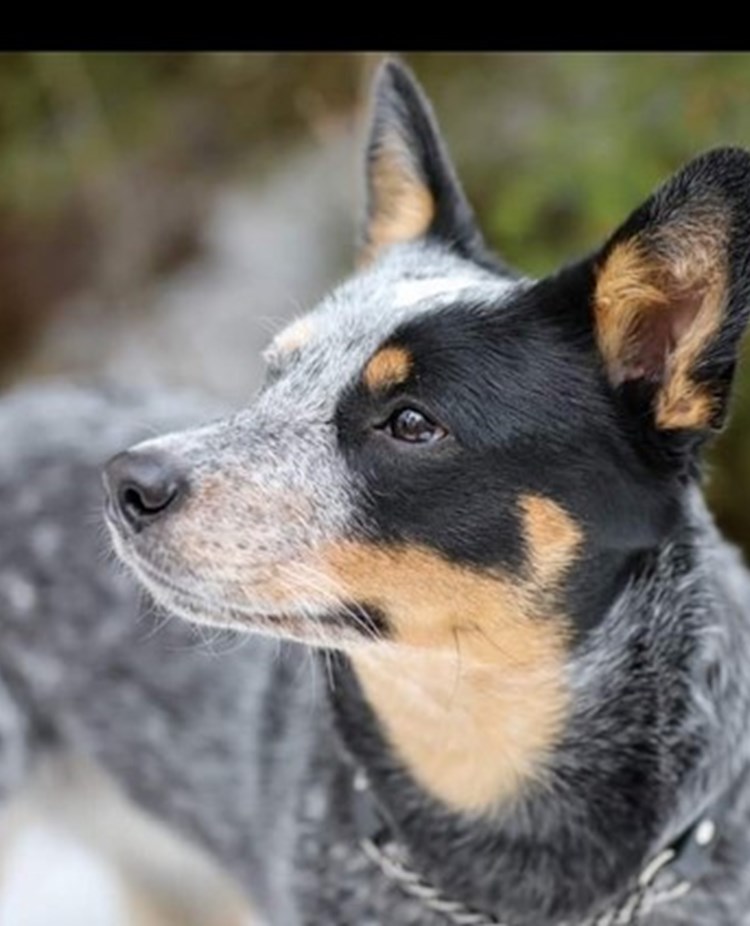 Cattle Dog