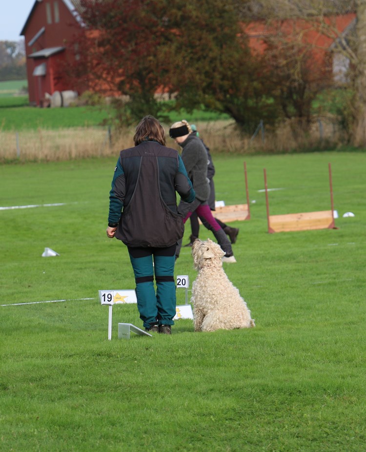 Tävling Rallylydnad Trelleborgs Brukshundklubb
