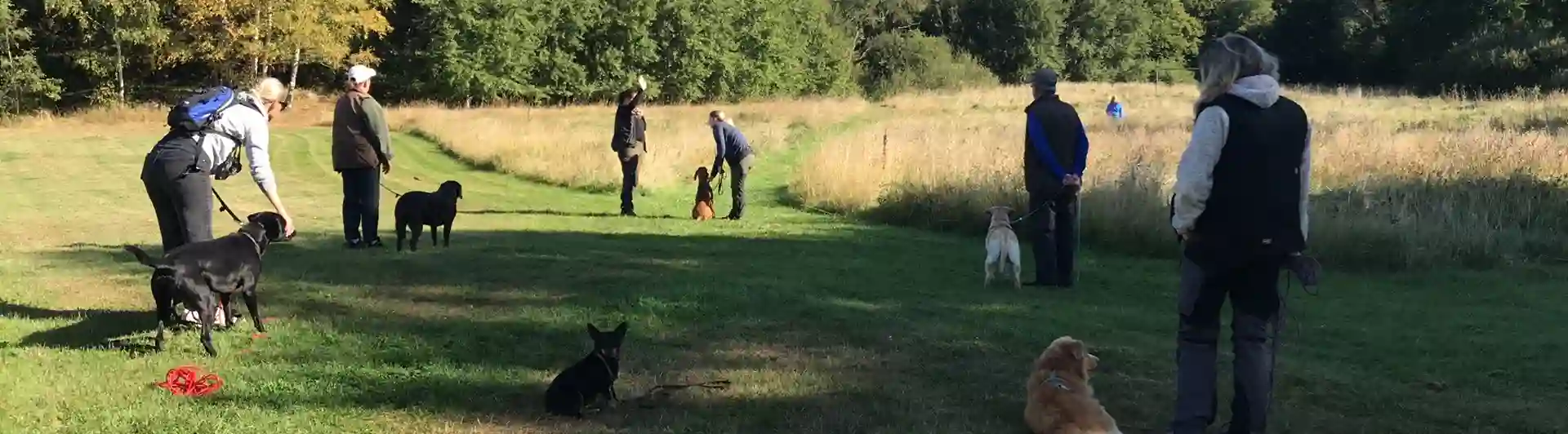 Ett gäng med hundägare som tränar jaktapportering.