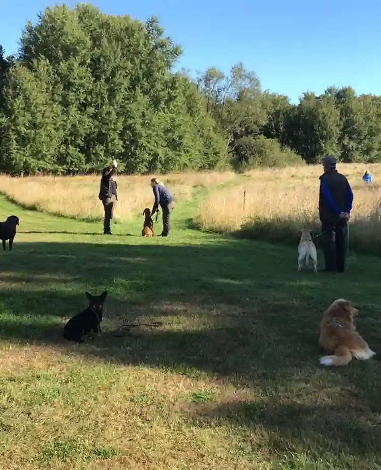 Ett gäng med hundägare som tränar jaktapportering.