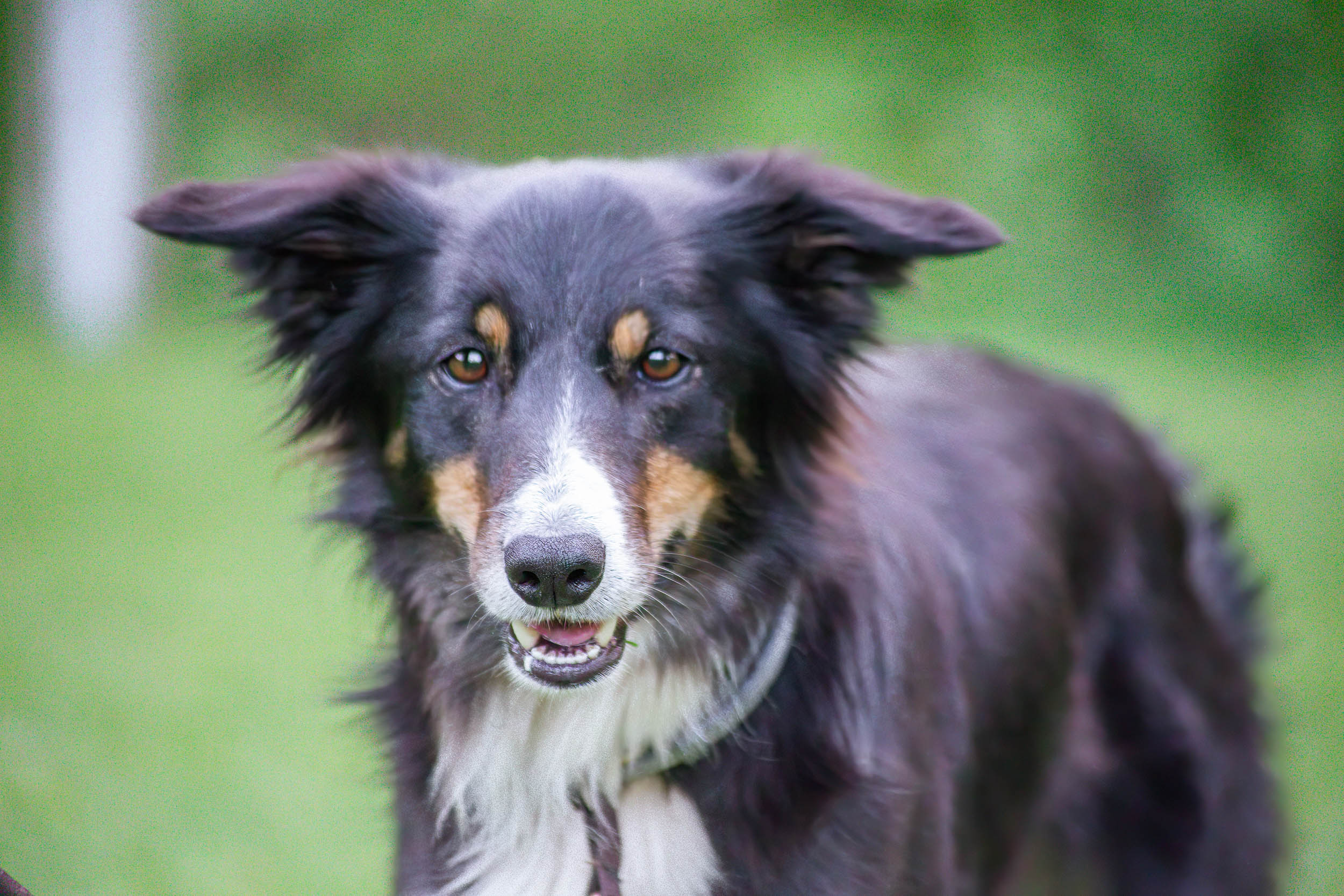 Bordercollie tittar in i kameran