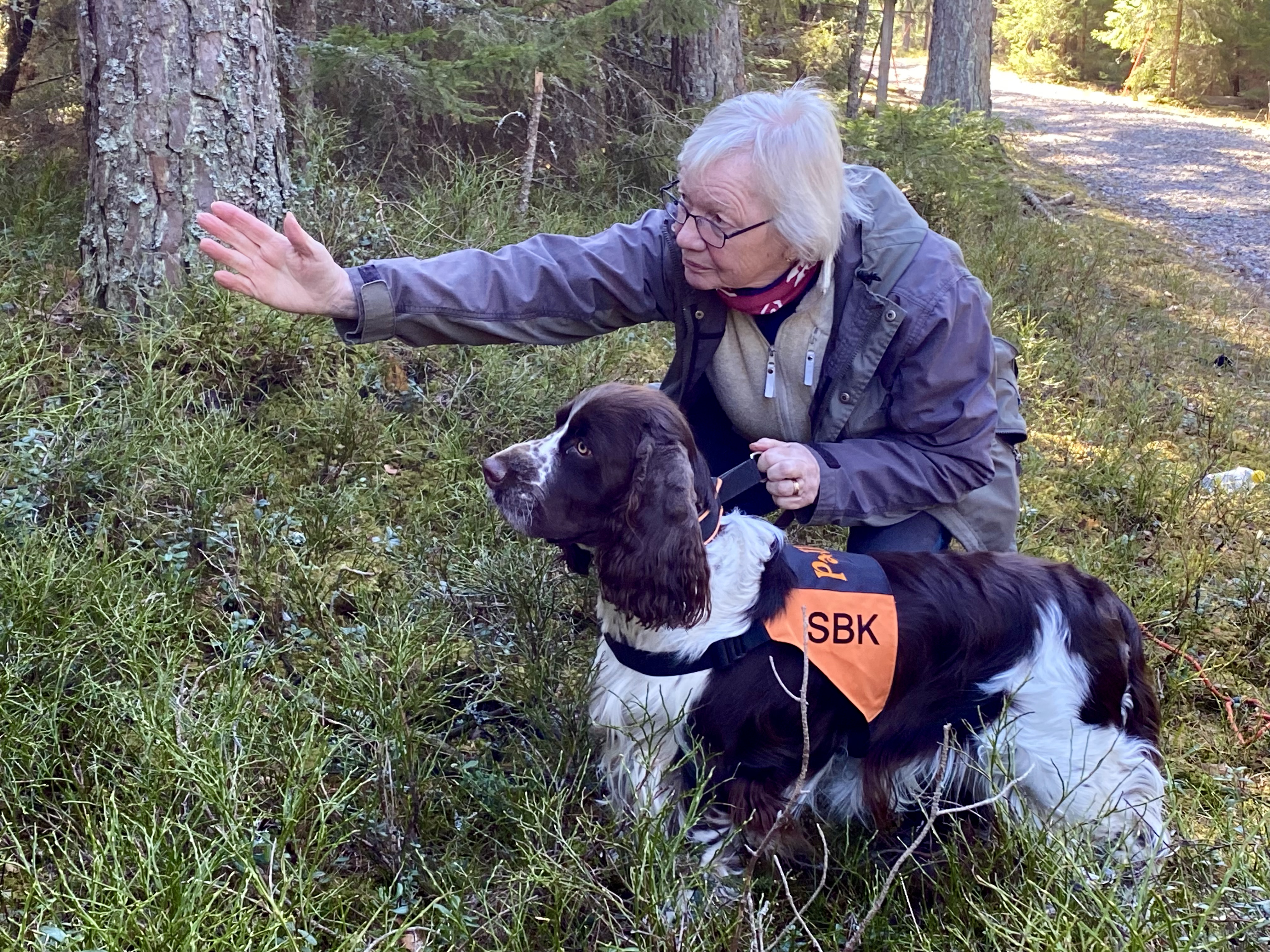 Sökhund Springer Spaniel