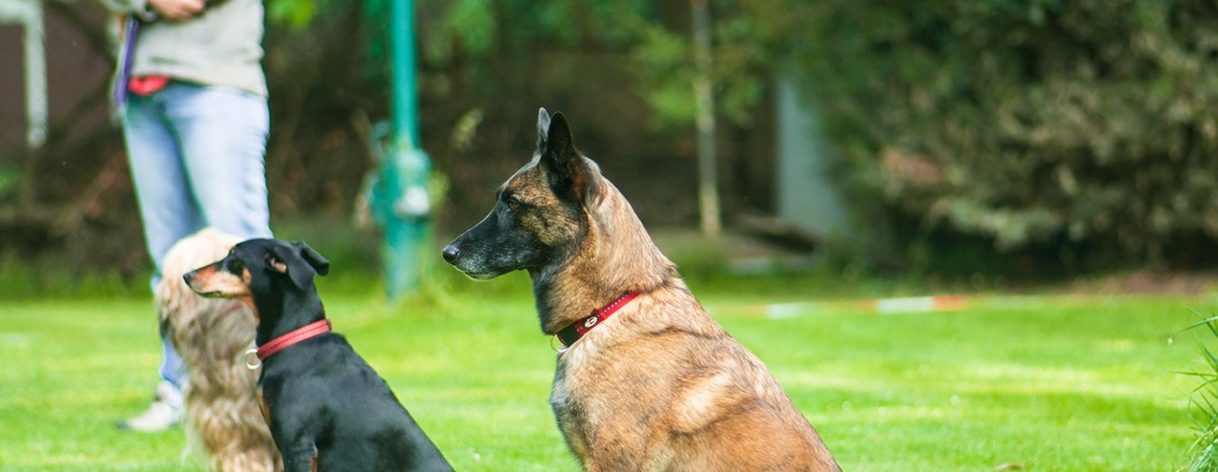 Hundar i platssittning