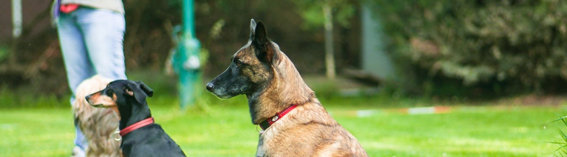 Hundar i platssittning