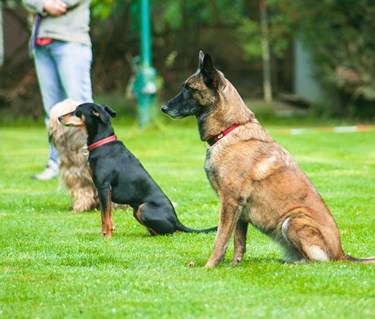 Hundar i platssittning