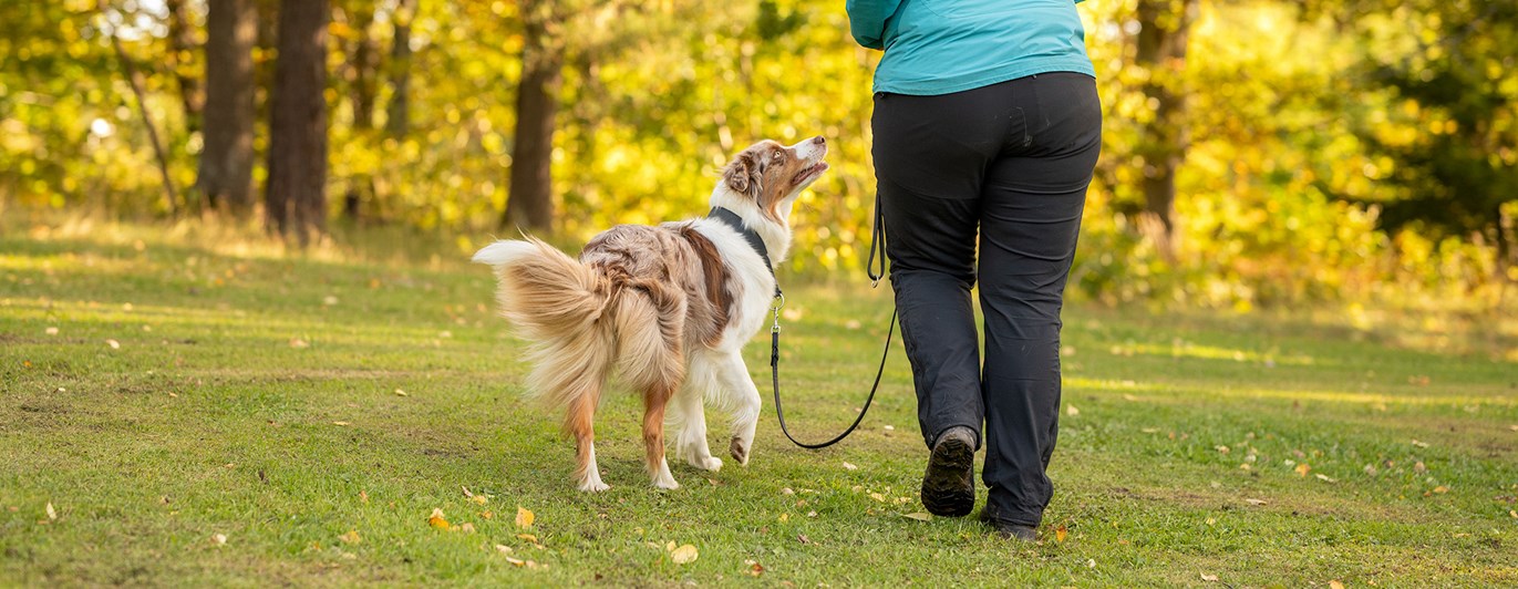 Två kompisar på hundpromenad