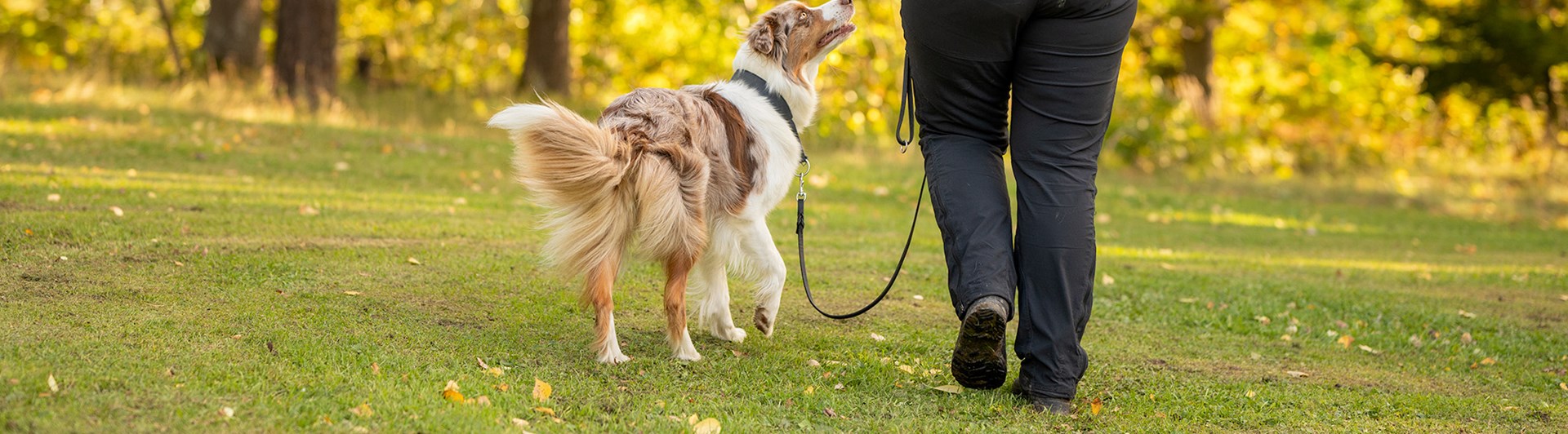 Två kompisar på hundpromenad