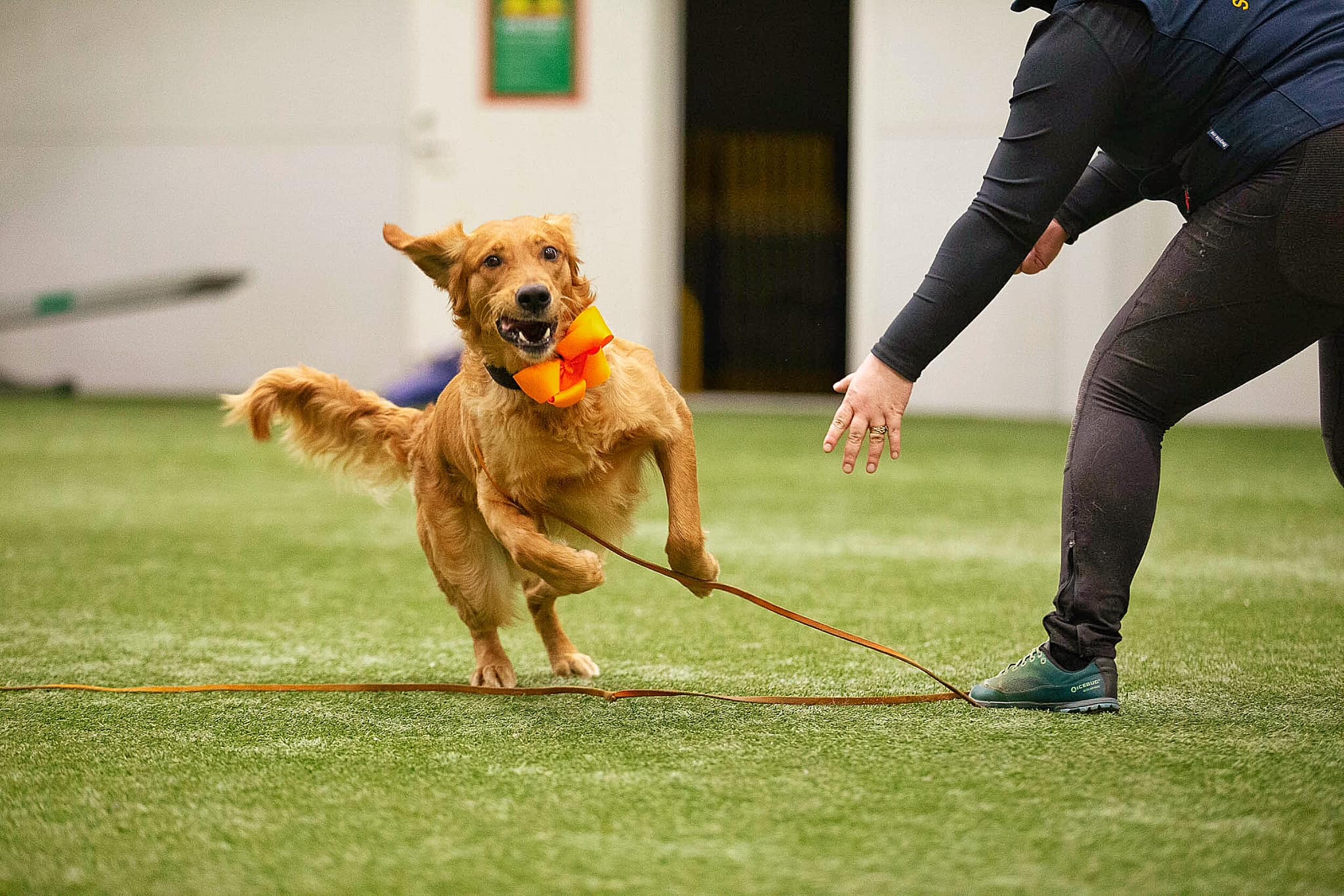 Golden Retriever inomhus