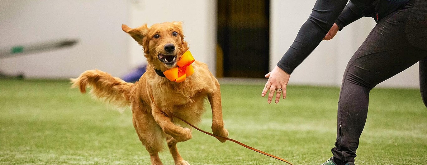 Golden Retriever inomhus