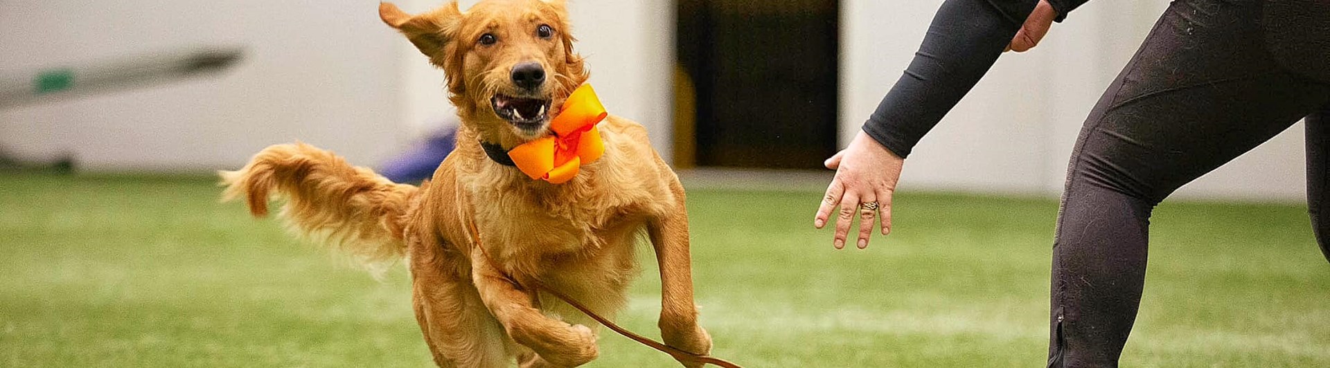 Golden Retriever inomhus