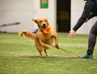 Golden Retriever inomhus