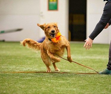 Golden Retriever inomhus