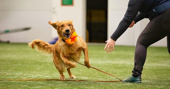 Golden Retriever inomhus