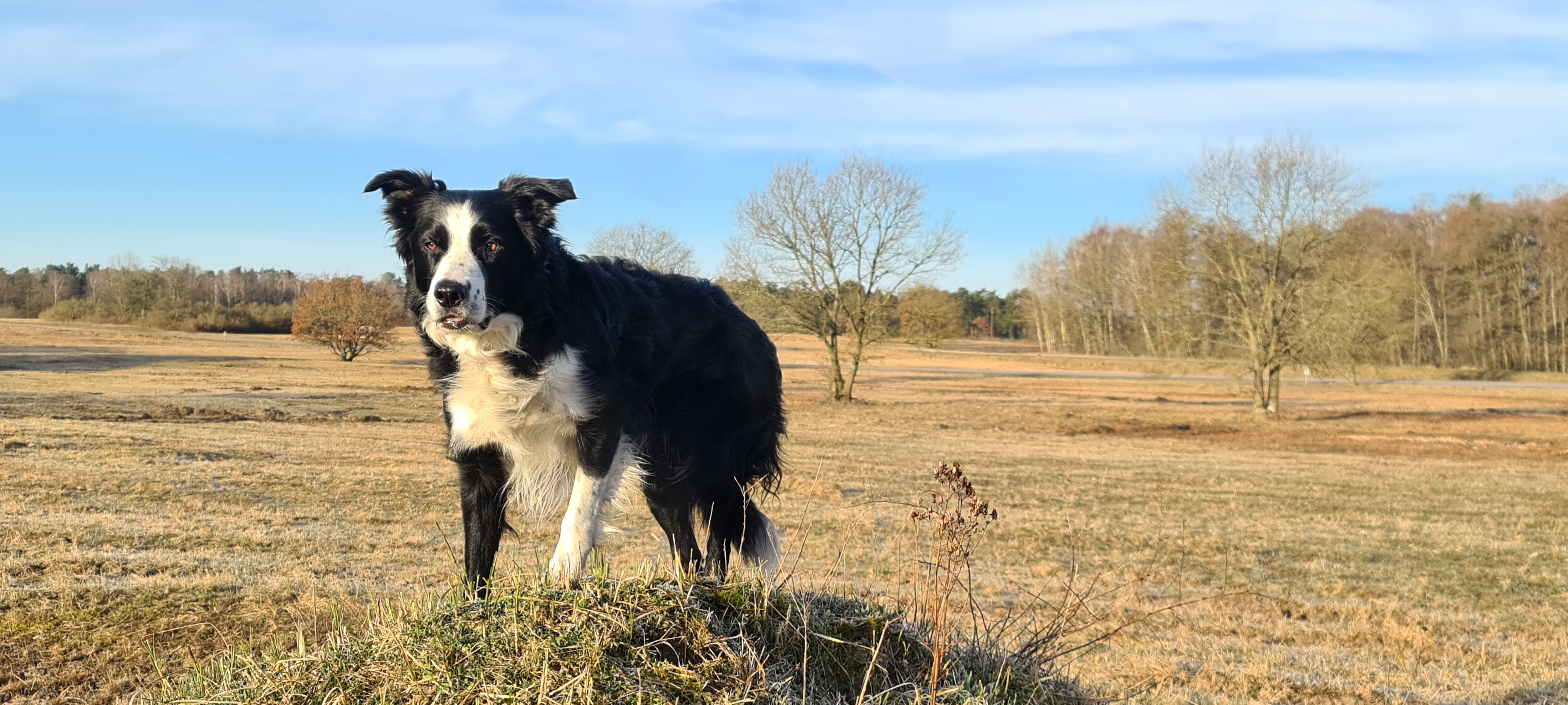 Svartvit bordercollie står och spanar ute på ett fält med gult gräs och några träd.