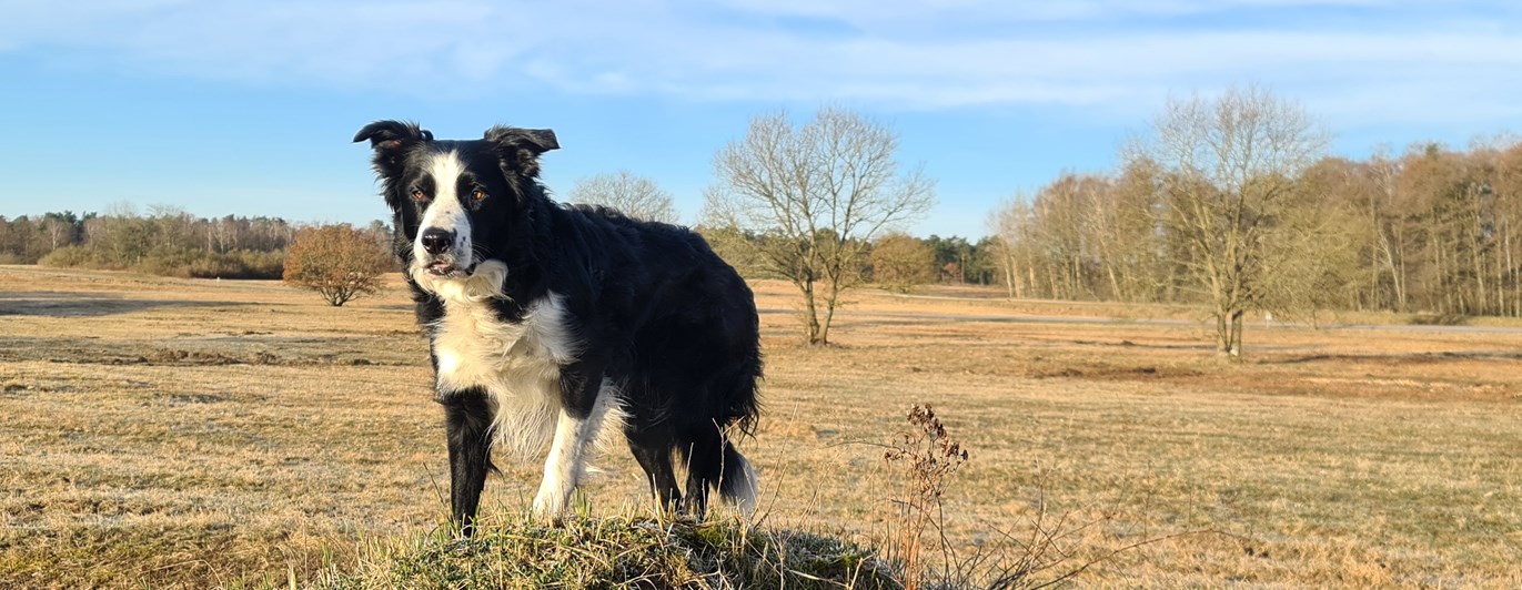 Svartvit bordercollie står och spanar ute på ett fält med gult gräs och några träd.
