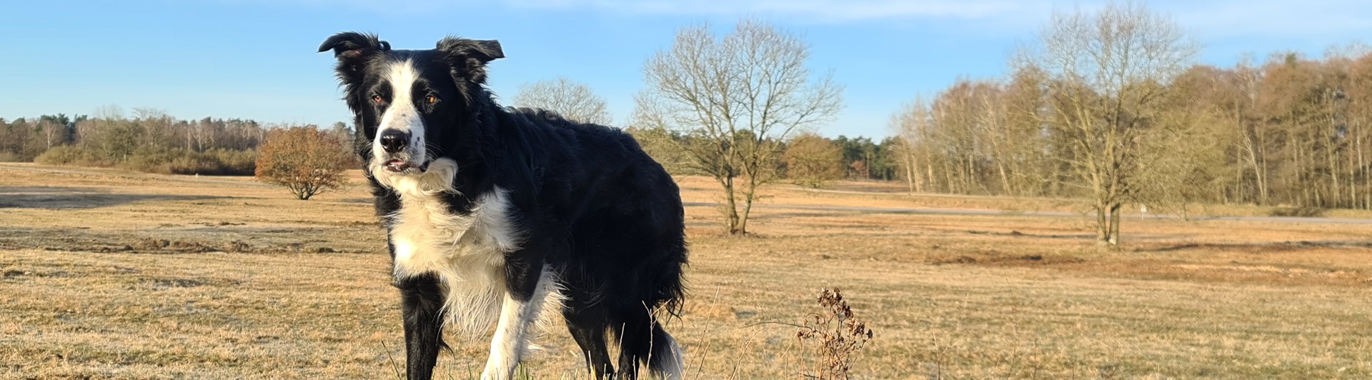 Svartvit bordercollie står och spanar ute på ett fält med gult gräs och några träd.