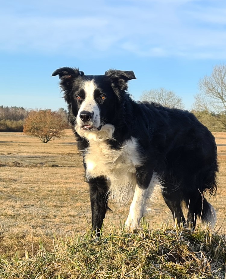 Svartvit bordercollie står och spanar ute på ett fält med gult gräs och några träd.
